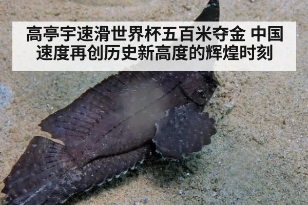 高亭宇速滑世界杯五百米夺金 中国速度再创历史新高度的辉煌时刻